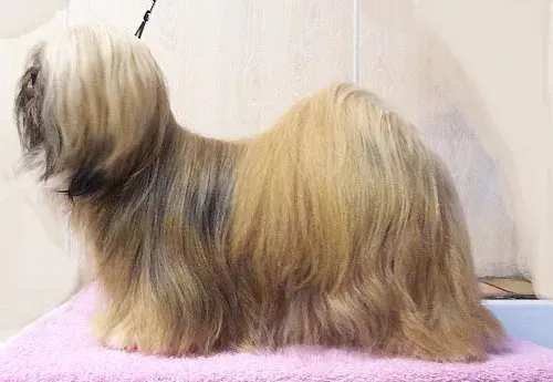 Photo d'un chien de race Lhassa Apso