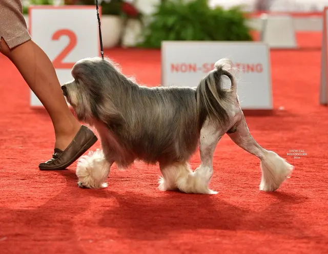 Photo d'un chien de race Petit chien lion
