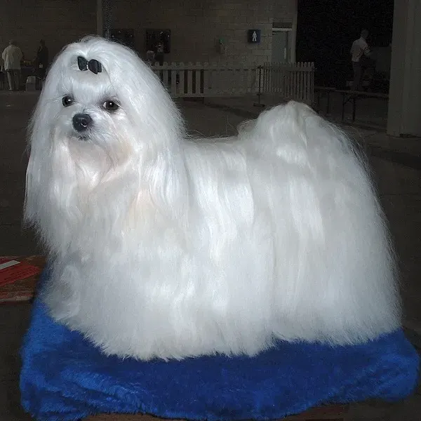 Photo d'un chien de race Bichon maltais