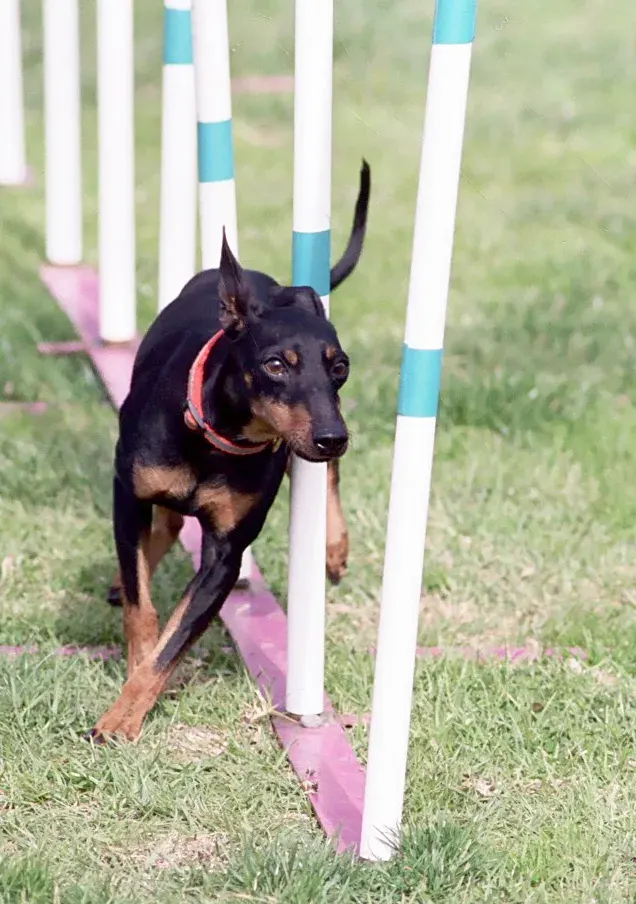 Photo d'un chien de race Manchester Terrier