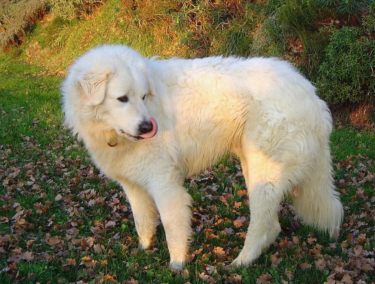 Photo d'un chien de race Berger de la Maremme et des Abruzzes