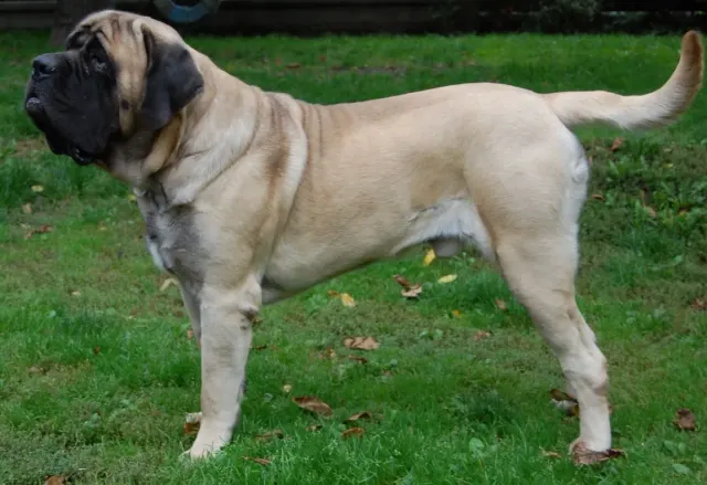 Photo d'un chien de race Mastiff