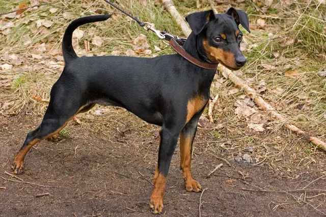Photo d'un chien de race Pinscher nain