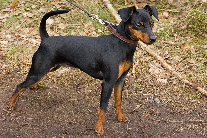 Photo d'un chien de race Pinscher nain
