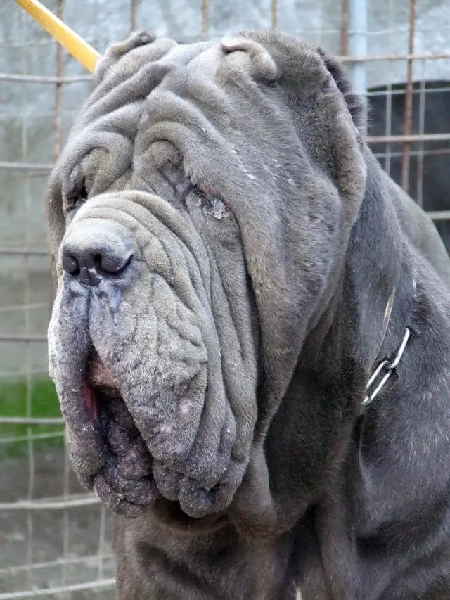Photo d'un chien de race Mâtin napolitain