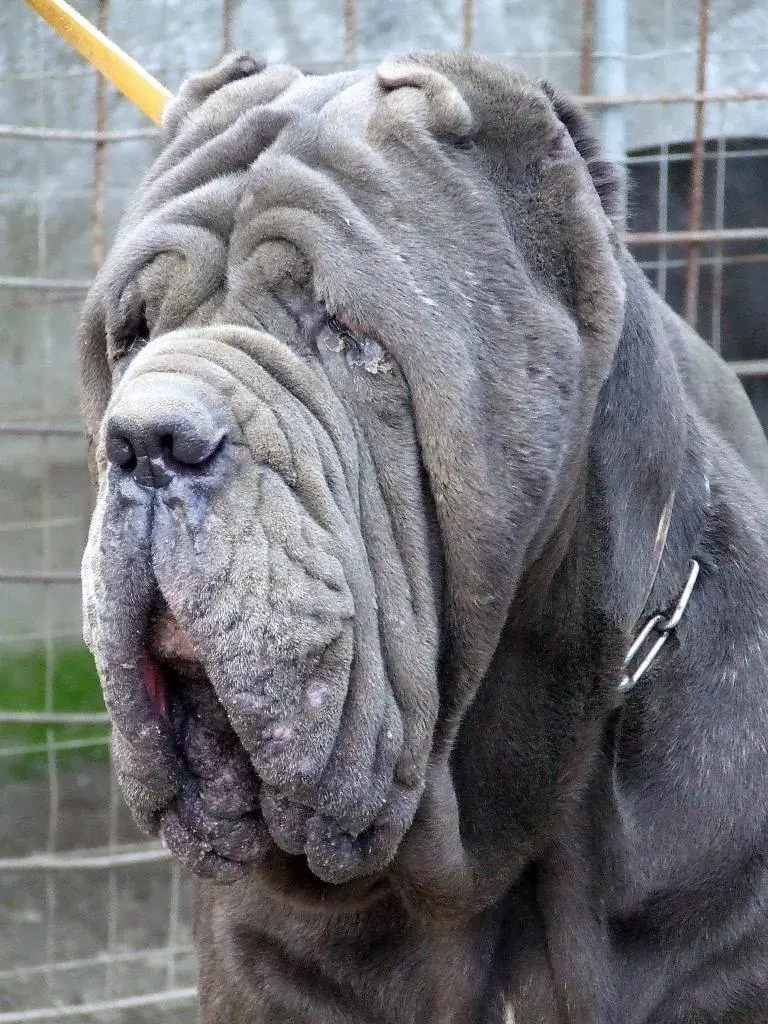 Photo d'un chien de race Mâtin napolitain