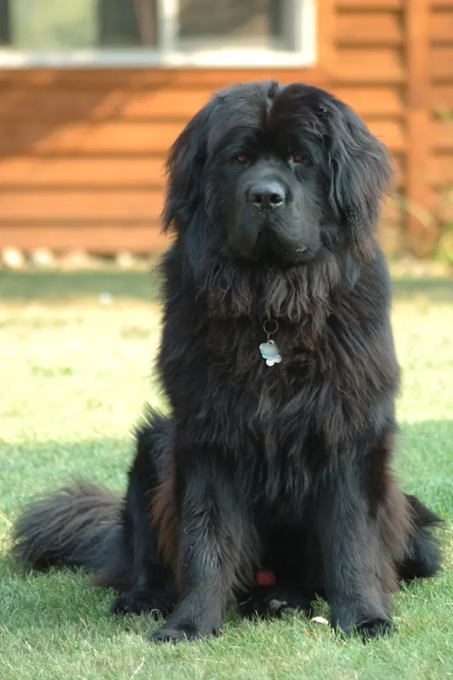 Photo d'un chien de race Terre-neuve