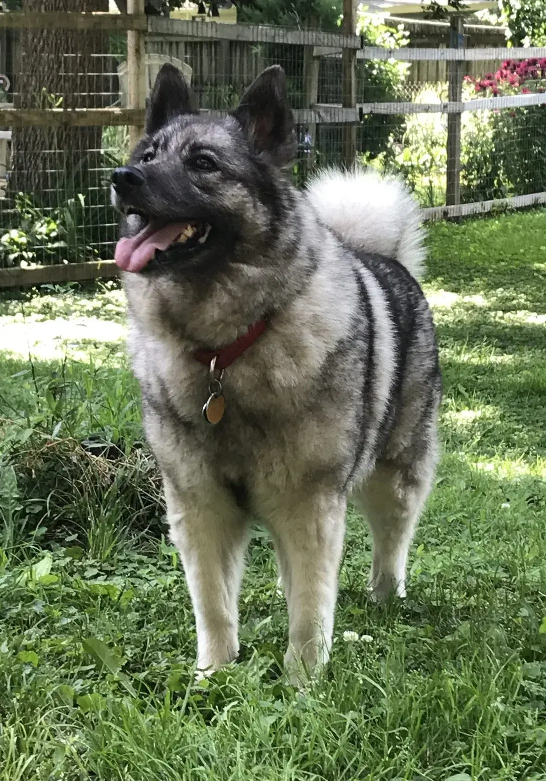 Photo d'un chien de race Chien d'élan norvégien gris