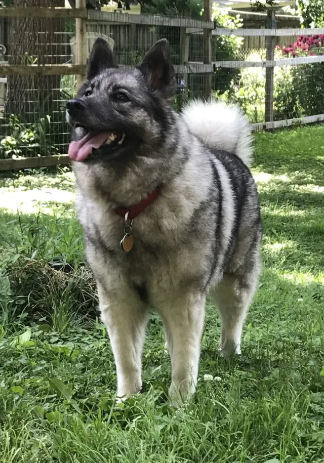 Photo d'un chien de race Chien d'élan norvégien gris