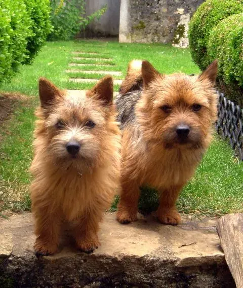 Photo d'un chien de race Norwich Terrier
