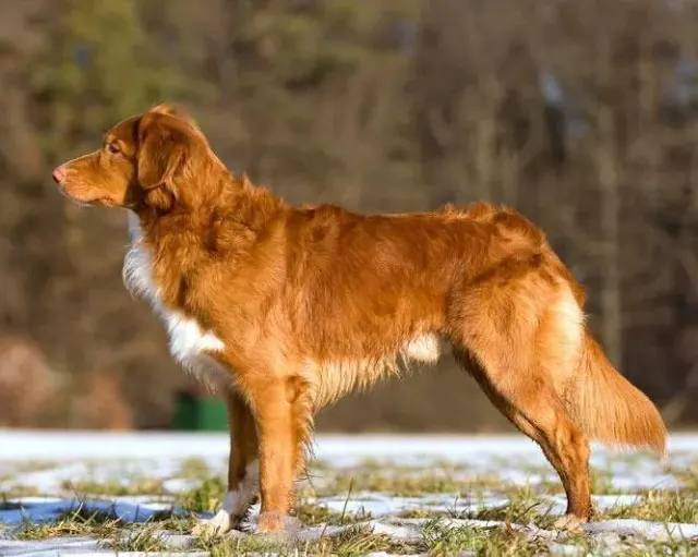 Photo d'un chien de race Retriever de la Nouvelle-Écosse