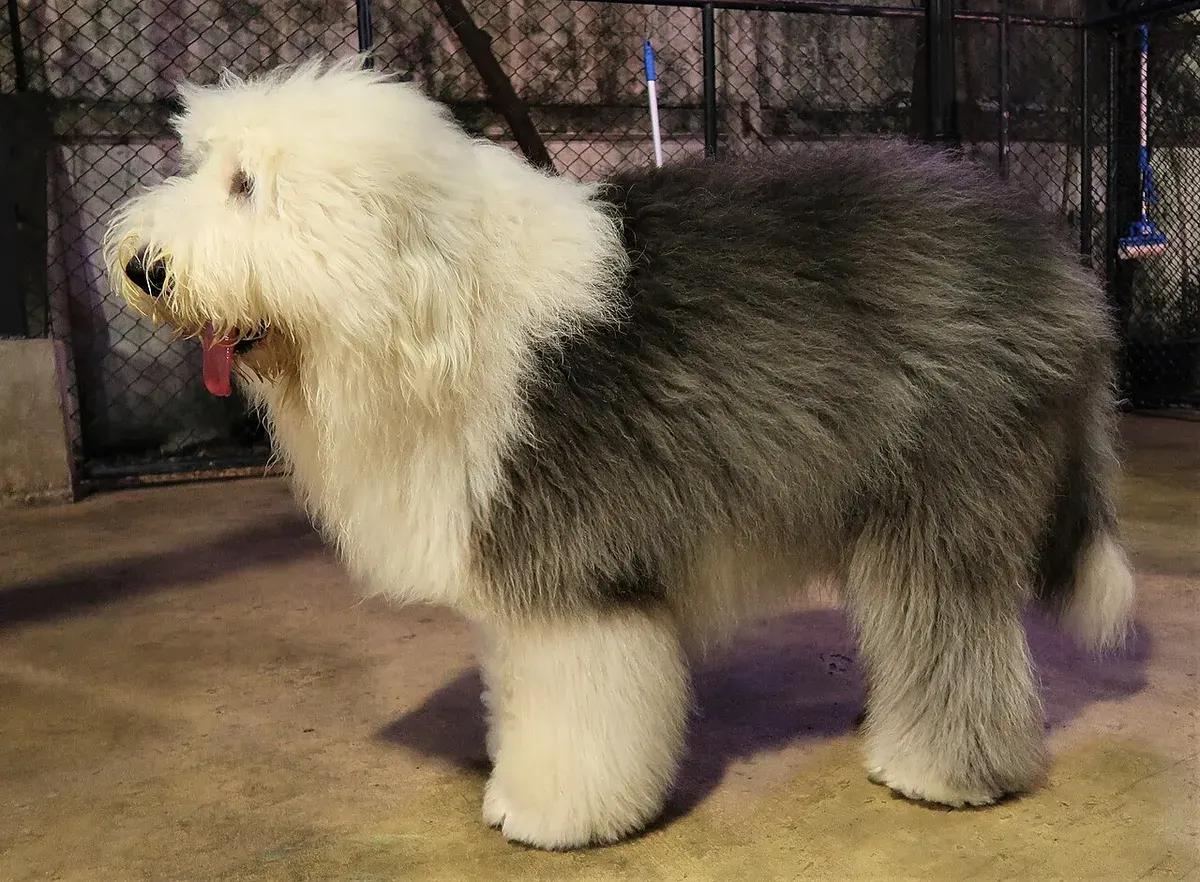 Photo d'un chien de race Bobtail
