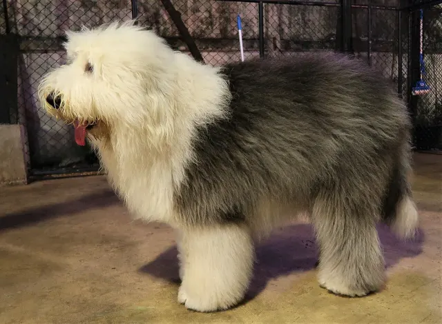 Photo d'un chien de race Bobtail
