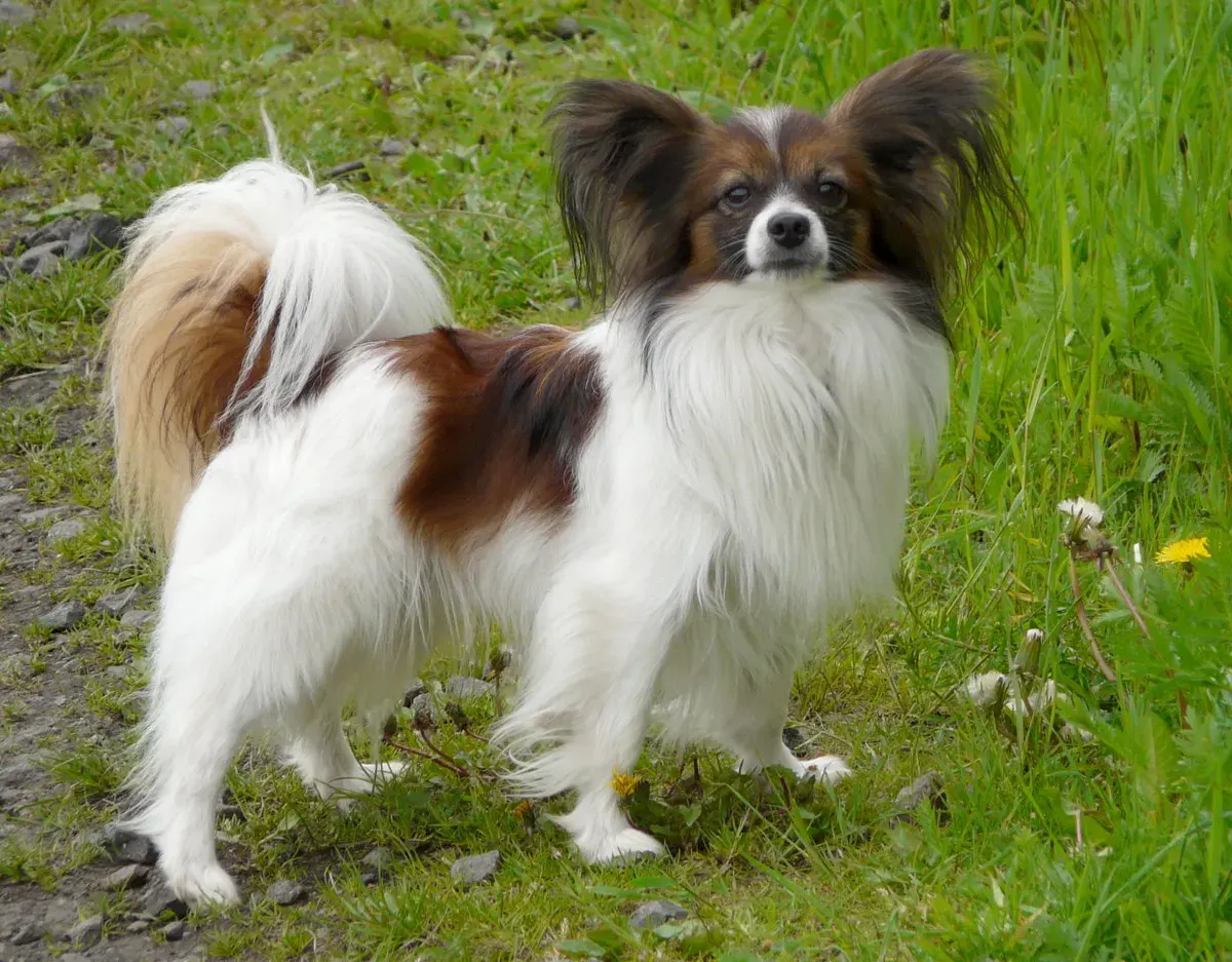 Photo d'un chien de race Épagneul nain continental (Papillon)