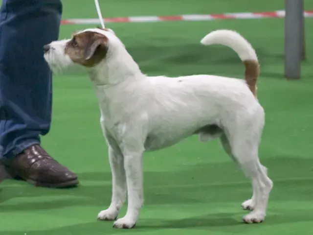 Photo d'un chien de race Parson Russell Terrier
