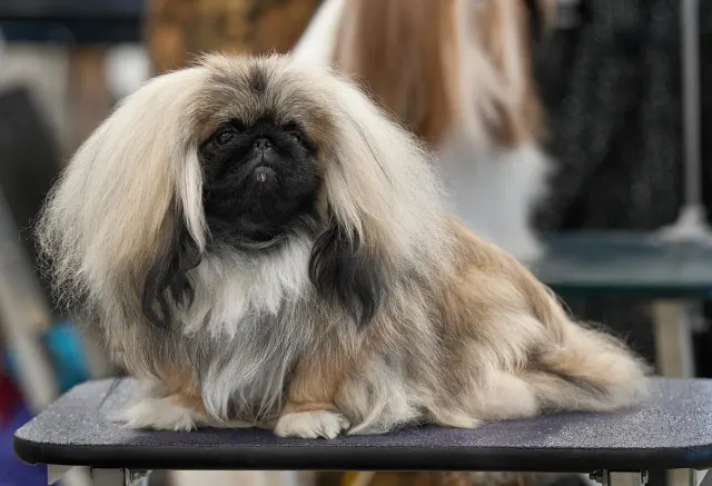 Photo d'un chien de race Pékinois