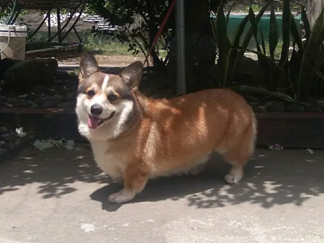 Photo d'un chien de race Welsh Corgi Pembroke
