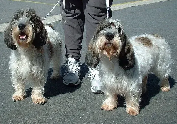 Photo d'un chien de race Petit basset griffon vendéen