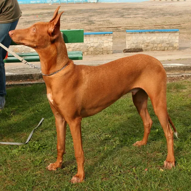 Photo d'un chien de race Chien du pharaon