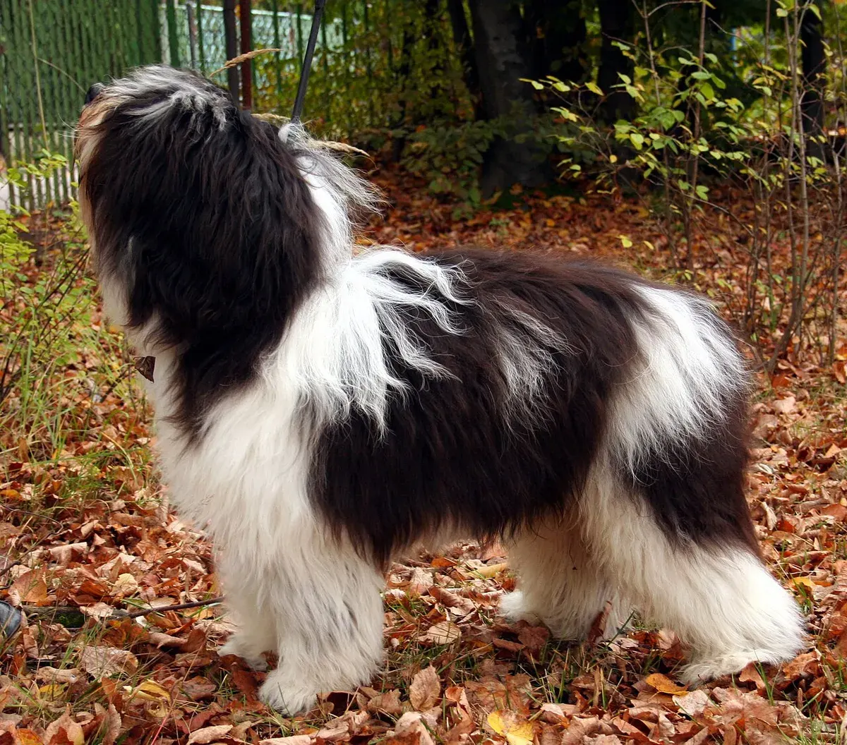 Photo d'un chien de race Berger polonais de plaine