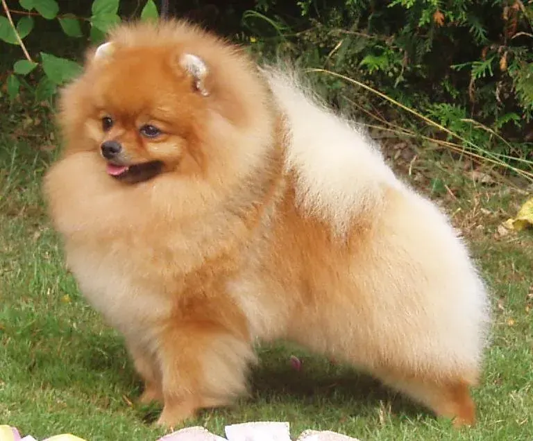 Photo d'un chien de race Loulou de Poméranie
