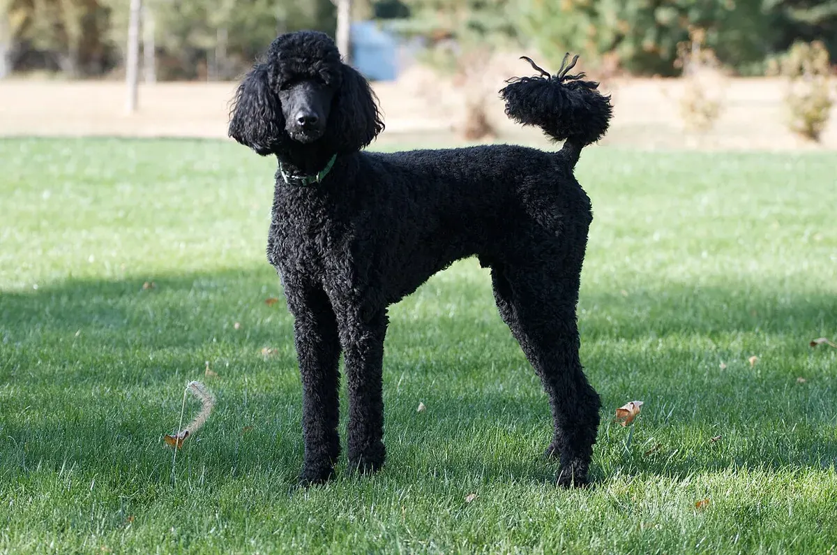 Photo d'un chien de race Caniche