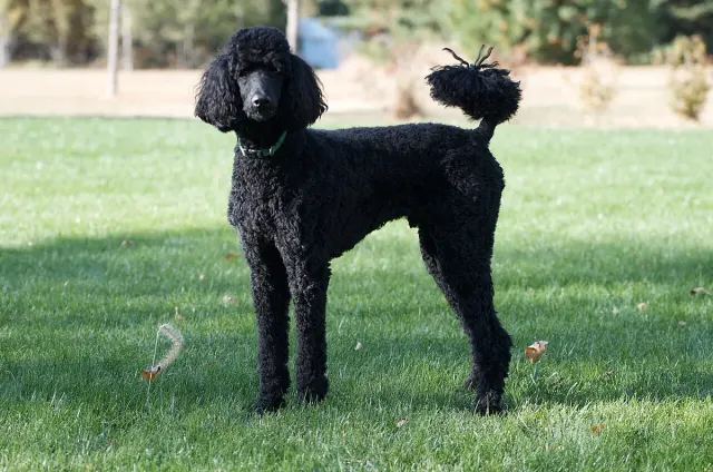 Photo d'un chien de race Caniche