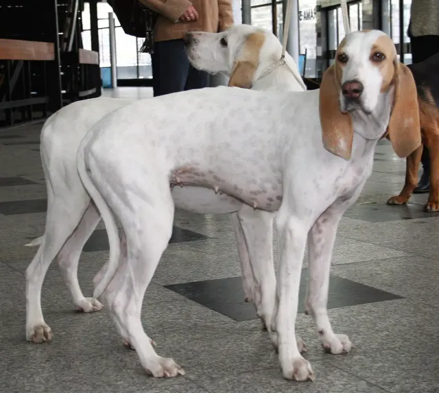 Photo d'un chien de race Porcelaine