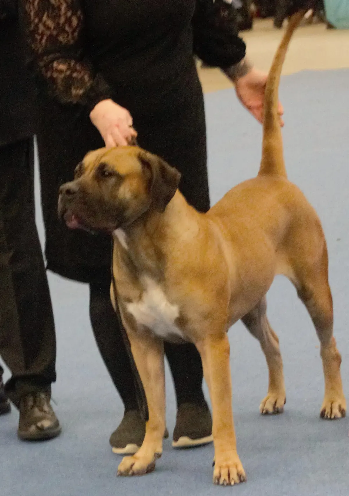Photo d'un chien de race Dogue canarien
