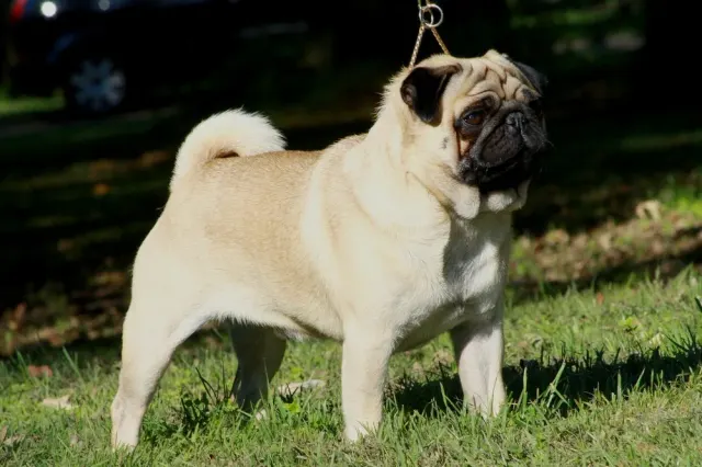 Photo d'un chien de race Carlin