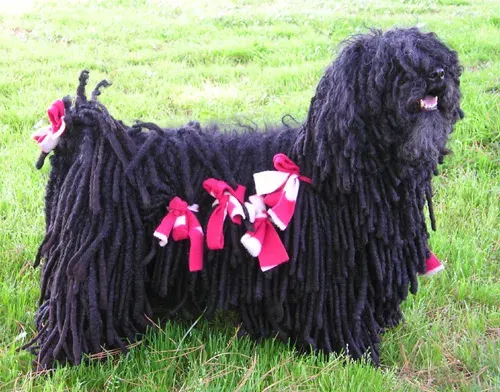 Photo d'un chien de race Puli