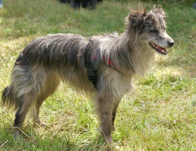 Photo d'un chien de race Berger des Pyrénées