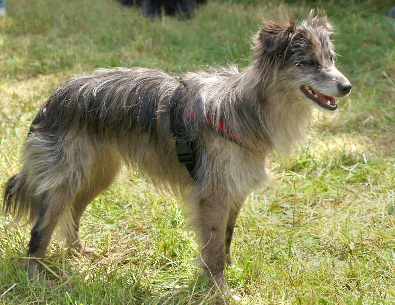 Photo d'un chien de race Berger des Pyrénées