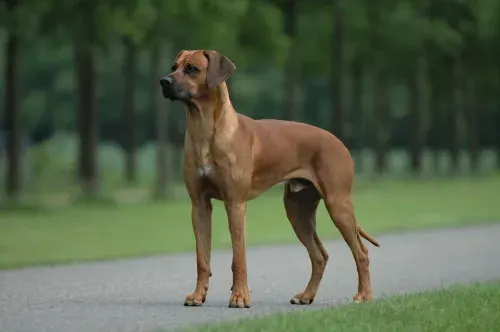 Photo d'un chien de race Rhodesian Ridgeback