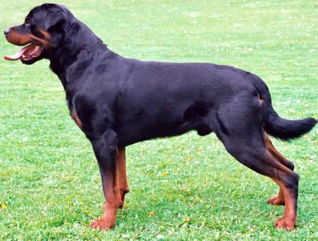 Photo d'un chien de race Rottweiler
