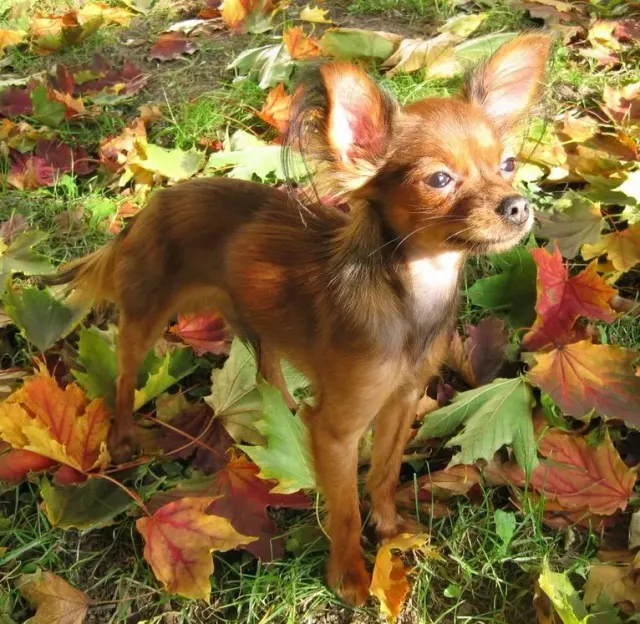 Photo d'un chien de race Petit chien russe