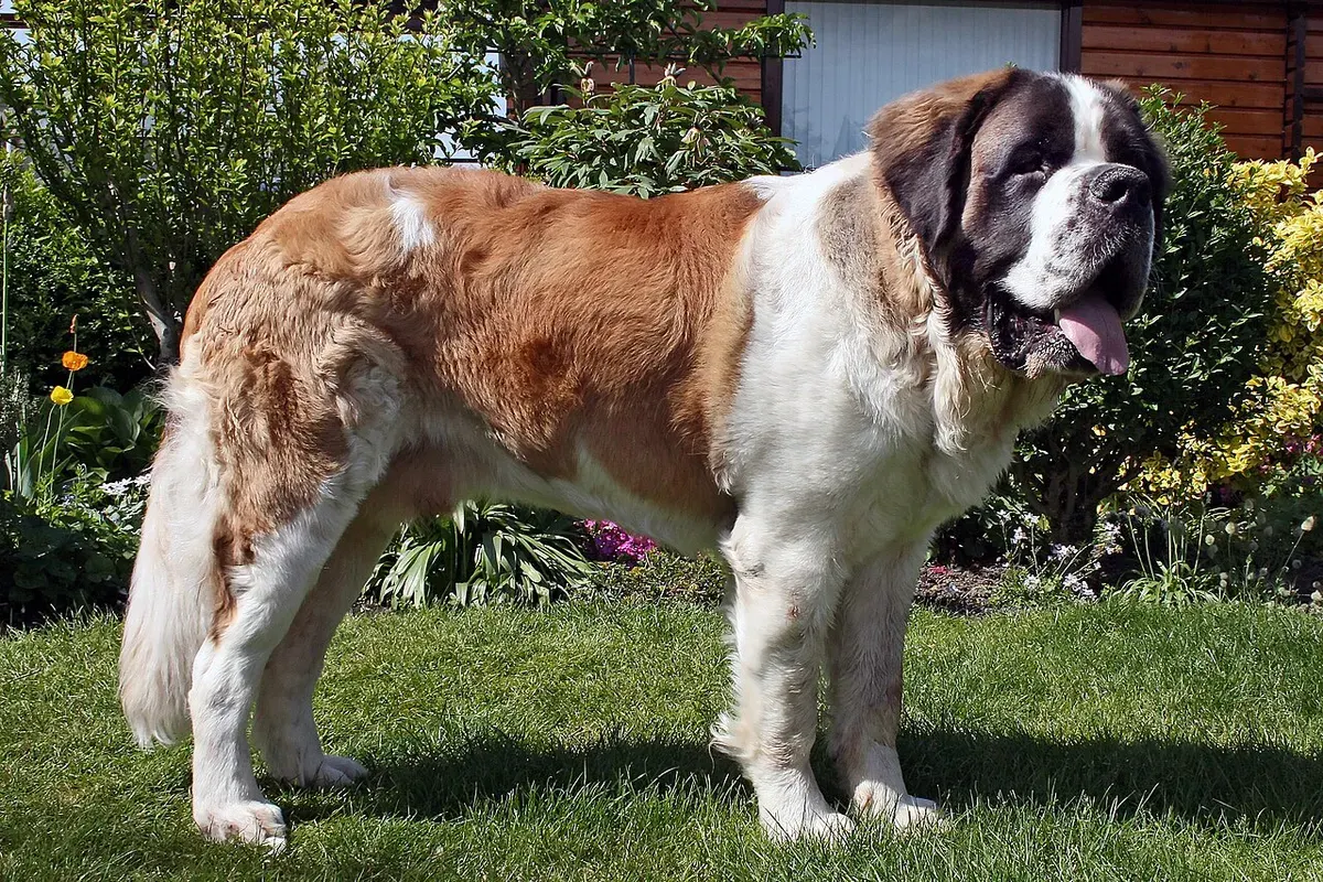Photo d'un chien de race Saint-Bernard