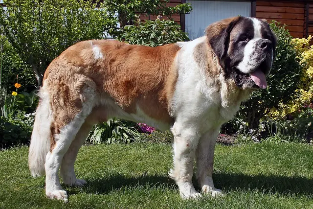 Photo d'un chien de race Saint-Bernard