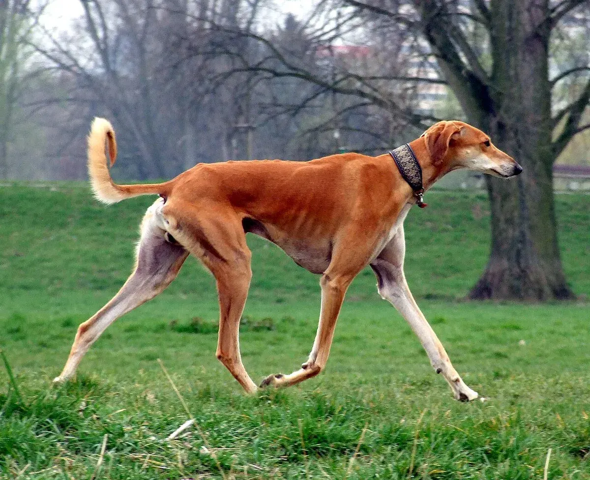 Photo d'un chien de race Saluki