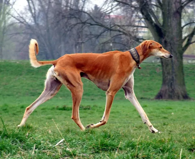 Photo d'un chien de race Saluki