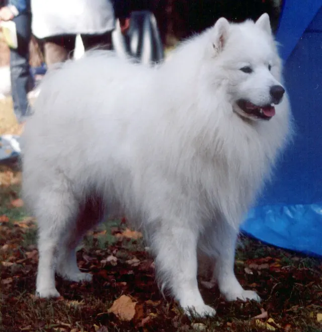 Photo d'un chien de race Samoyède