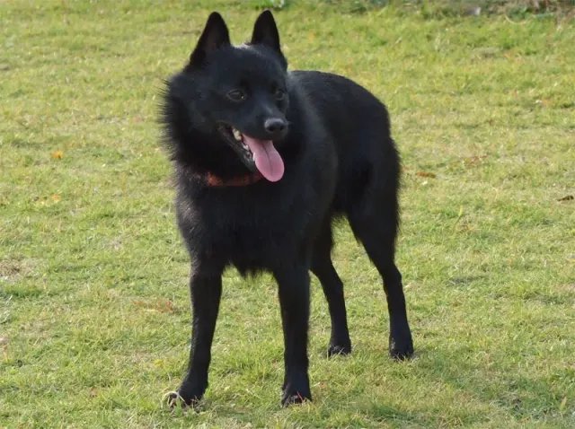Photo d'un chien de race Schipperke