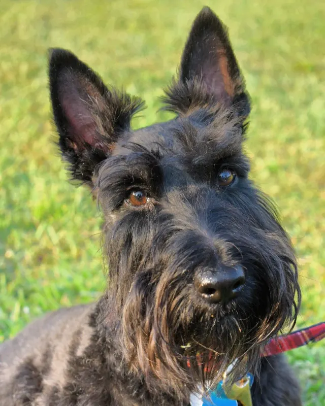 Photo d'un chien de race Terrier écossais