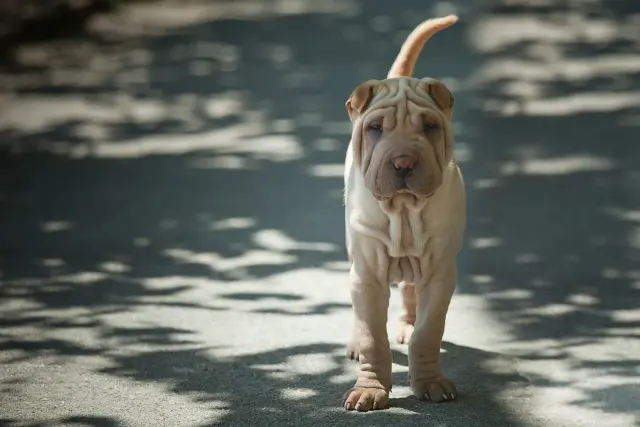 Photo d'un chien de race Shar Pei