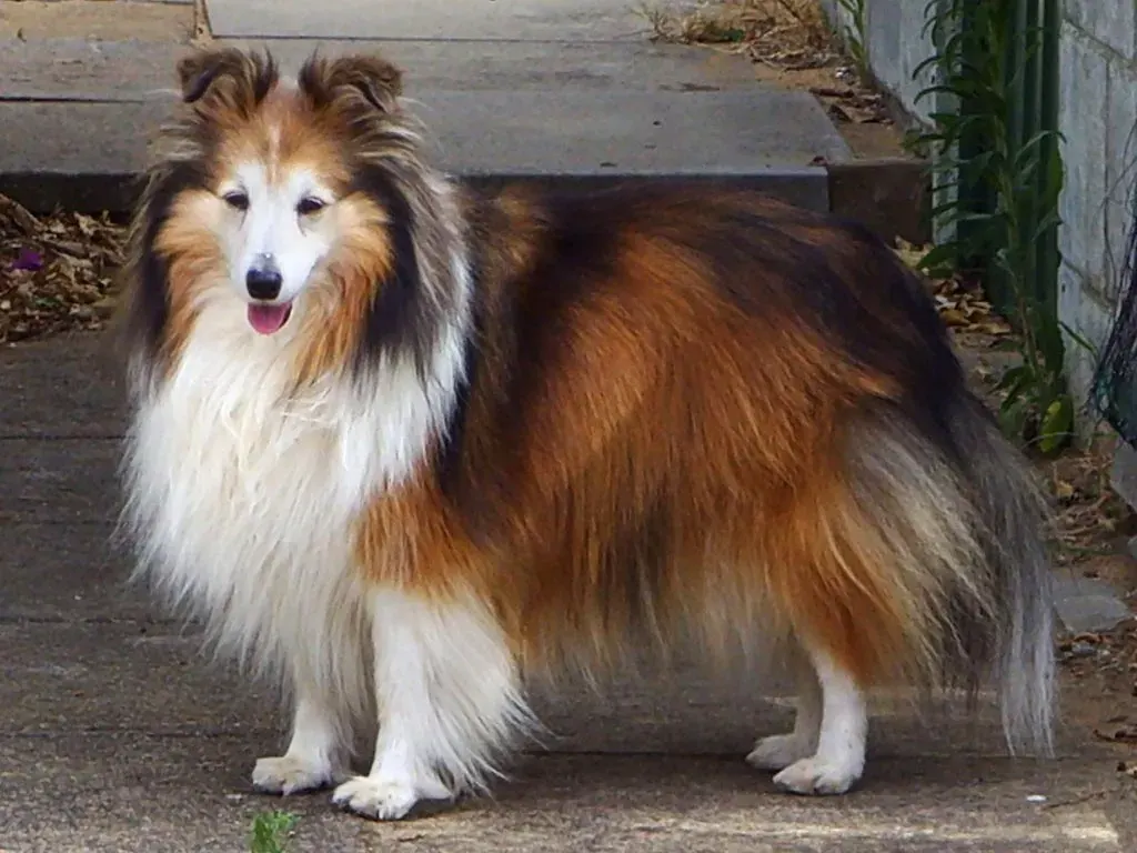 Photo d'un chien de race Berger des Shetland