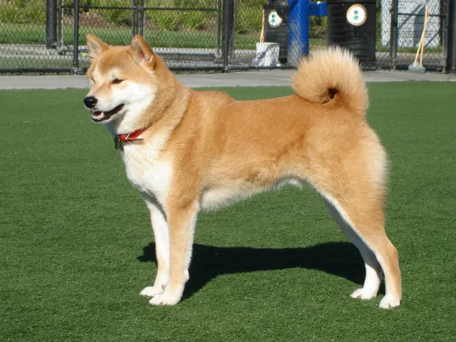 Photo d'un chien de race Shiba