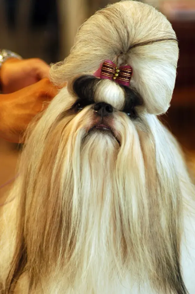 Photo d'un chien de race Shih Tzu