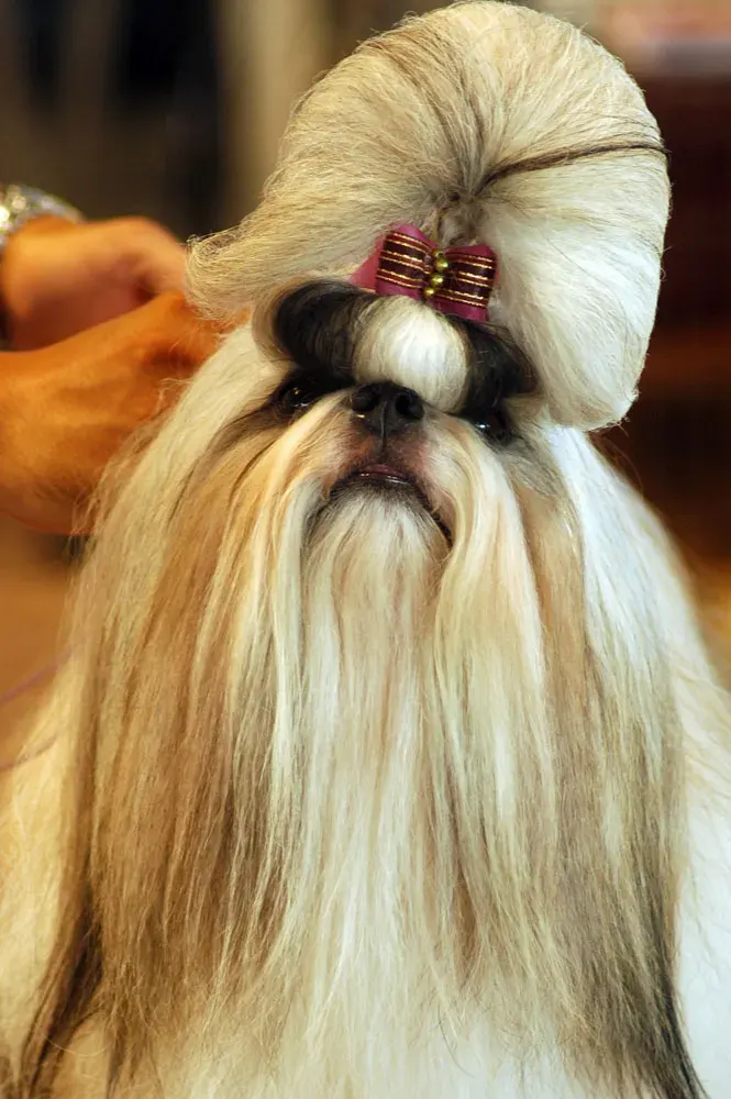 Photo d'un chien de race Shih Tzu