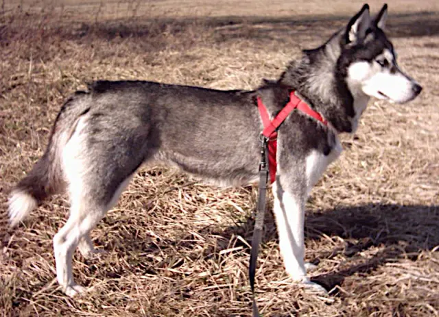 Photo d'un chien de race Husky sibérien