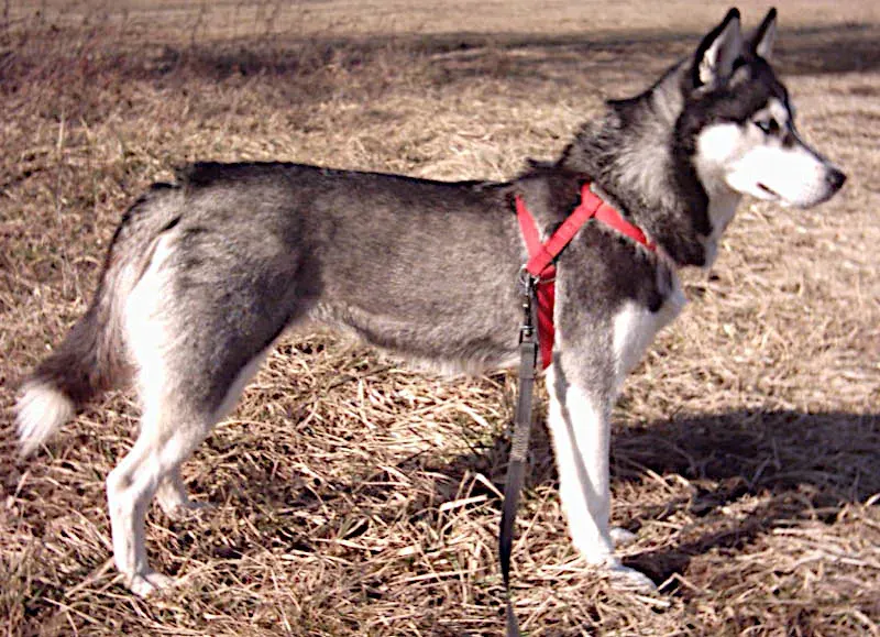 Photo d'un chien de race Husky sibérien